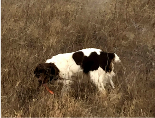 American Brittany Hunting Trips